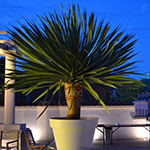 La terrasse